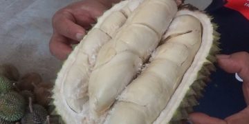Salah satu durian unggulan petani di Trenggalek. Foto: Bacaini/Aby
