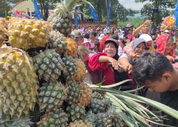 Pineaplle Festival, Upaya Mas Dhito Optimalkan Potensi Nanas