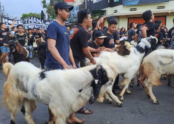 Tradisi Mengarak Kambing Kurban di Kampung Temenggungan Malang