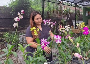 Raup Omset Rp50 Juta Sebulan dari Budidaya Anggrek