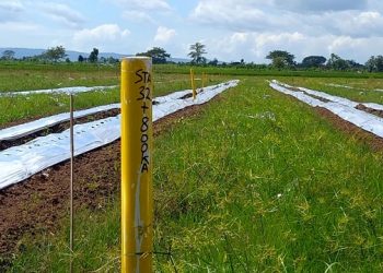 Sulitnya Cari Pengganti Lahan Pertanian Terdampak Tol Kediri-Tulungagung