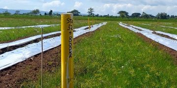 Area persawahan Tulungagung yang terdampak proyek tol. Foto: Bacaini/Setiawan
