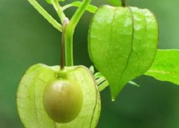 Tumbuh Liar dan Mulai Langka, Buah Ciplukan Ternyata Kaya Manfaat