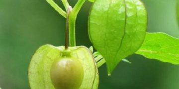 Buah ciplukan liar. Foto: Bukalapak