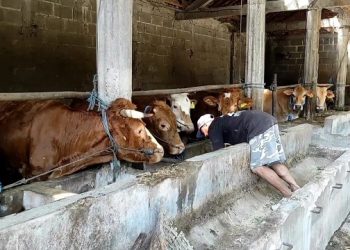 Beli Hewan Kurban Lebih Awal, Pedagang Beri Garansi