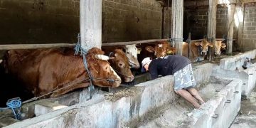 Samiran di kandang sapi miliknya. Foto: Bacaini/AK.Jatmiko