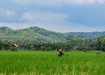 Program Desa Wisata Ancam Lahan Pertanian Pangan di Tulungagung