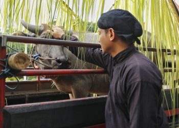 Bupati Trenggalek menunjukkan kerbau untuk ritual Nyadran Dam Bagong. Foto: Bacaini/Aby
