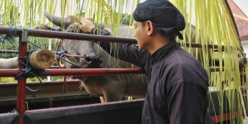 Bupati Trenggalek menunjukkan kerbau untuk ritual Nyadran Dam Bagong. Foto: Bacaini/Aby