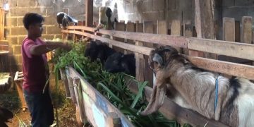 Tempat penjualan kambing kurban milik Bambang. Foto: Bacaini/AK.Jatmiko