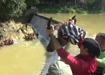 Tradisi Tahunan, Warga Berebut Kepala Kerbau di Dam Bagong
