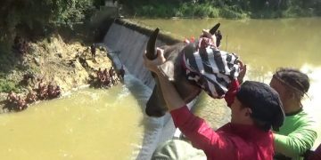 Warga menunggu kepala kerbau yang akan dilempar Bupati Arifin di Dam Bagong. Foto: Bacaini/Aby