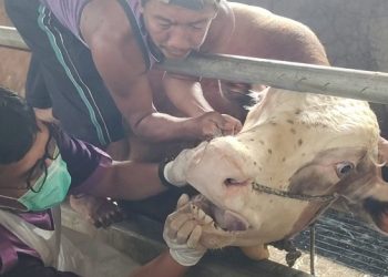 Ciri-ciri Ternak Penyakitan, Tidak Sah Untuk Kurban