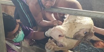 Pemeriksaan kesehatan sapi jelang Idul Adha. Foto: Bacaini/AK.Jatmiko