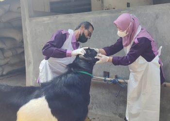 Sidak Kesehatan Hewan Ternak Digencarkan Jelang Idul Adha