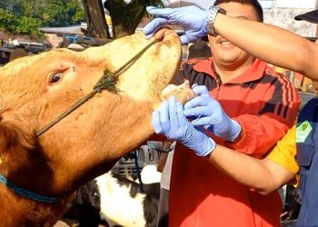 Hewan Kurban di Pasar Trenggalek Dipastikan Sehat