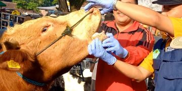 Pemeriksaan kesehatan sapi kurban di pasar hewan Trenggalek. Foto: Bacaini/Aby