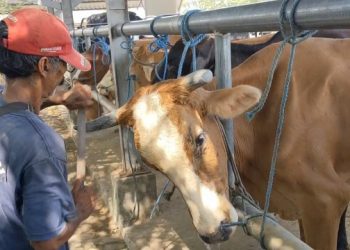 Melihat Jasa Salon Sapi Keliling di Tulungagung