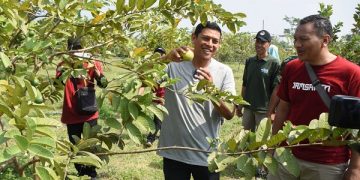 Wali Kota Kediri, Abdullah Abu Bakar di kebun buah kawasan Kampung Tani. Foto: Ist