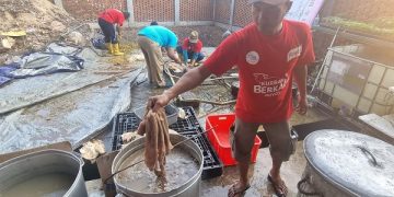 Proses pengolahan limbah hewan kurban menjadi kompos. Foto: Ist