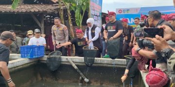 Gubernur Khofifah bersama Bupati Dhito panen lele di Republik Lele Kampung Inggris. Foto: Bacaini/AK.Jatmiko