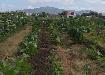 Gagal Panen, Petani Tembakau di Tulungagung Rugi Puluhan Juta