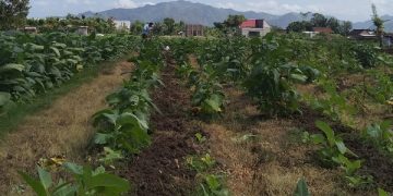 Lahan tembakau milik petani di Tulungagung. Foto: Bacaini/Setiawan