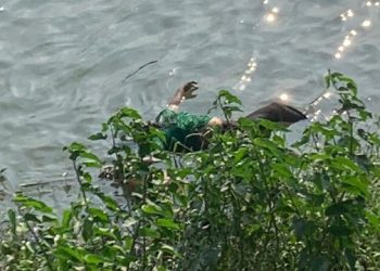 Mayat Mengapung di Sungai Brantas Kagetkan Pengunjung Kafe