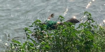 Mayat perempuan berbaju hijau yang ditemukan mengambang di Sungai Brantas. Foto: Bacaini/AK.Jatmiko