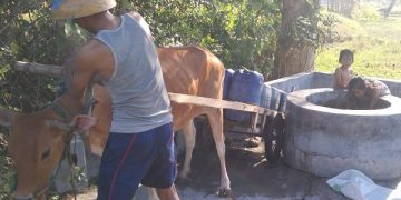 Salah satu warga mengangkut air bersih dengan gerobak sapi dari sumur tua di perbatasan desa. Foto: Bacaini/Rusdi