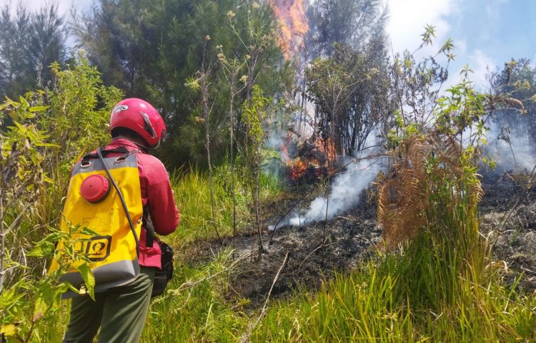 Kebakaran Taman Nasional Bromo Belum Padam