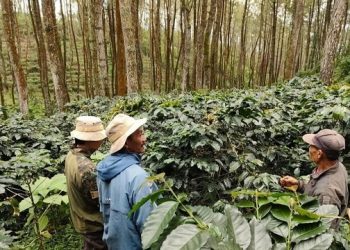 Elang Jawa Ditemukan di Gunung Pucung Kota Batu