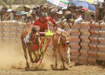 Jagoan Karapan Sapi Sumenep Madura Siap Semarakkan Piala Jokowi