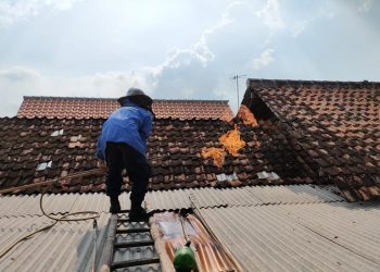 Teror Tawon Vespa di Tulungagung Kian Parah, Ratusan Warga Dibuat Resah