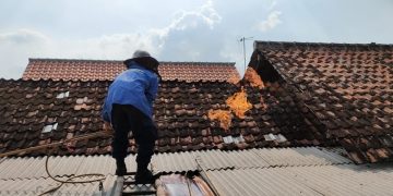 Teror Tawon Vespa di Tulungagung Kian Parah, Ratusan Warga Dibuat Resah