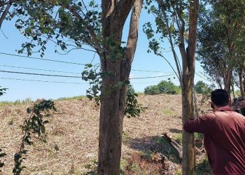 Pohon Sonokeling jadi Aset Menjanjikan Pemkab Tulungagung