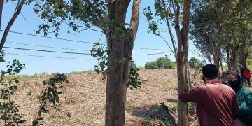 Pohon Sonokeling jadi Aset Menjanjikan Pemkab Tulungagung