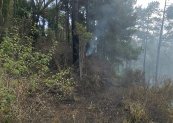 Hutan Pinus di Lereng Gunung Wilis Kebakaran