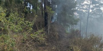 Hutan Pinus di Lereng Gunung Wilis Kebakaran