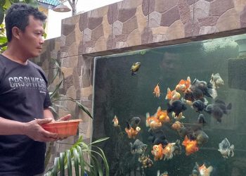 Budidaya Ikan Koki Pria Tulungagung Tembus Pasar Mancanegara