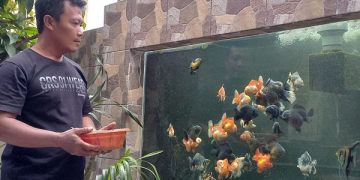 Budidaya Ikan Koki Pria Tulungagung Tembus Pasar Mancanegara