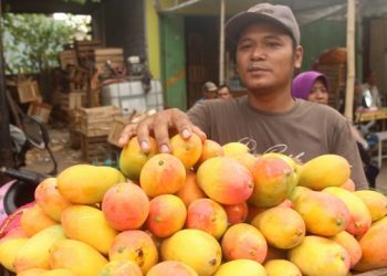 Musim Mangga Podang, Pasar Buah Banyakan jadi Sasaran
