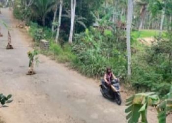Warga 4 Desa di Trenggalek Tanam 100 Pohon Pisang di Jalan Rusak