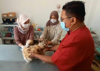 Cegah Penularan, PDHI Gelontorkan 1000 Dosis Vaksin Rabies