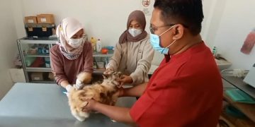 Cegah Penularan, PDHI Gelontorkan 1000 Dosis Vaksin Rabies