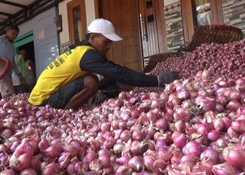 Panen Melimpah, Harga Bawang Merah Anjlok