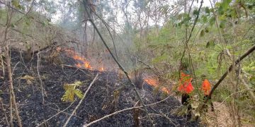 Kebakaran Hutan di Trenggalek Petang ini Hanguskan 2 Hektar Lahan