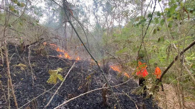 Kebakaran Hutan di Trenggalek Petang ini Hanguskan 2 Hektar Lahan