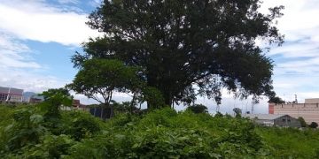 Kisah dipenggalnya kepala Maling Gentiri Kediri, pesan Belanda memisahkan pemimpin dari rakyat . (foto/ist)