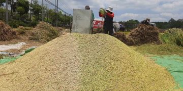 Harga Beras Masih Tinggi, Stok di Trenggalek Tinggal 6 Bulan